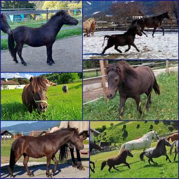 Shettys Ponys Rappen Schabracktiger, P.a., Konie na sprzedaż, Bruck an der Mur 
