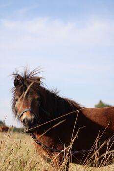 Shettys suchen Pflege- und/oder Reitbeteiligung