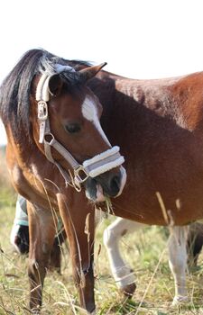 Shetty‘s suchen Pflege- und/oder Reitbeteiligung