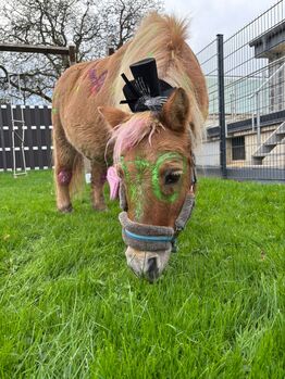 Shettywallach zu verkaufen