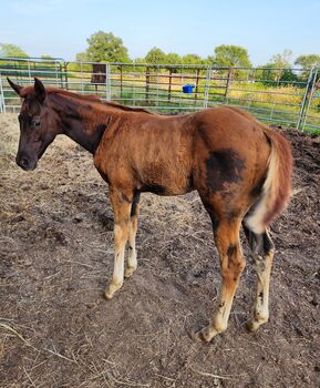 Shez Obviously Ramblers, Casie Sandstrom , Horses For Sale, Warsaw