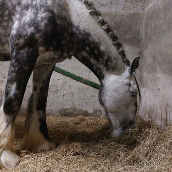 Shire Horse Wallach Merlin