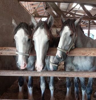 Shire Horse Wallach Zeus