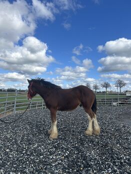 Shire Horse Hengst