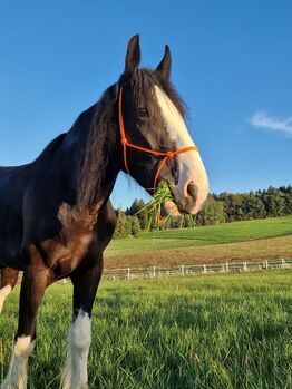 Shire Horse Stute Amelie