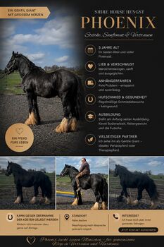 Shire Horse Phoenix Hengst