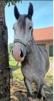 Shire Horse Stute Scarlett, Manuel, Horses For Sale, Seefeld in Tirol