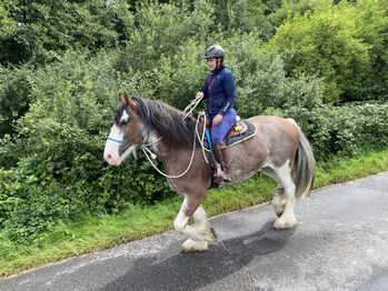 Shire Horse Wallach