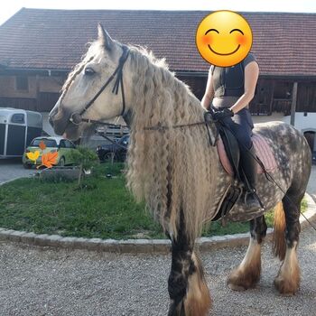 Shire Horse Wallach Trooper, Manuel, Pferd kaufen, Seefeld in Tirol