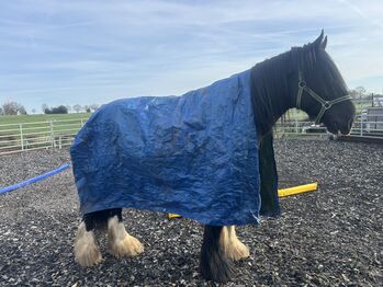 Shire Horse Phoenix Hengst