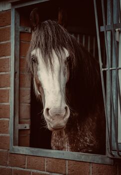 Shire Horse Wallach, Christina , Horses For Sale, Neuss