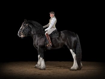 Shire-Horse, Wallach, Rappe, 184, 840kg, Machère-Renée André Castanier Schimanski, Horses For Sale, Hamburg