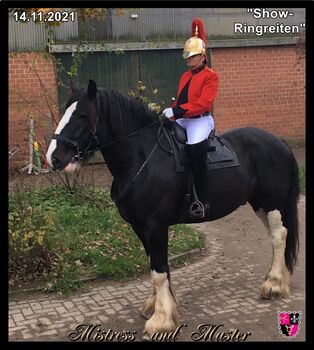 Shire-Horse, Wallach, Rappe, 184, 840kg