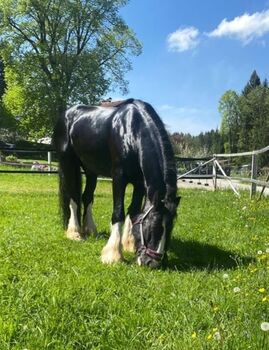 Shire Horse Wallach mit "Go" Albert