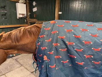 Shires Outdoordecke 200 g - Gr .145 Shires Highlander