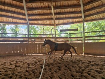 Shock In Love - Ausdrucksstarke Quarter Horse Stute mit Turnierpotenzial