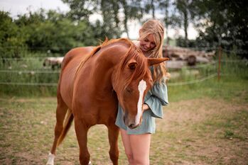 Shock In Love - Ausdrucksstarke Quarter Horse Stute mit Turnierpotenzial