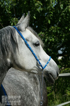 Show Halfter "Crystal" wunderschön mit Kubusperlen komplett mit Kette und Strick, Showhalfter, Una (Horse-design), Halfter, Rot am See