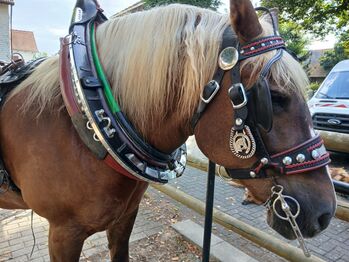 Prunkgeschirr Kaltblut, Almut , Horse Harness, Amöneburg