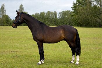 Show jumping gelding- Soprano, Raimonds, Horses For Sale, Blankenfelde