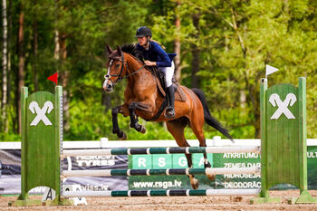 Show jumping mare, Raimonds, Horses For Sale, Blankenfelde