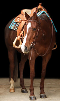 turnierfertiger, sehr umgänglicher Quarter Horse Wallach, Kerstin Rehbehn (Pferdemarketing Ost), Horses For Sale, Nienburg