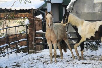 Schausieger und bewegungs starker FEI Weltmeister Sohn, Reitponygestüt Aspel , Horses For Sale, Rees