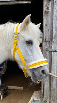 Showmaster Halfter mit Fell und passendem Strick – Farbe Mango (Gelb/Gold), Showmaster, Leon, Halters, Nürnberg 