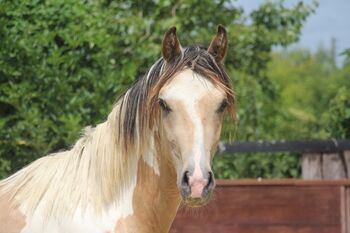 Schausieger und bewegungs starker FEI Weltmeister Sohn, Reitponygestüt Aspel , Horses For Sale, Rees