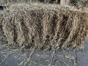 Heu, kleine Bunde ca. 10kg, JKK frei, Beate Kloke, Siano i słoma, Paderborn