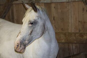 Beistellpferd, Lippitz jürgen, Horses For Sale, Klagenfurt am Wörthersee