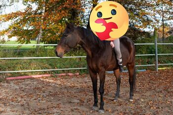 Beistellpferd, Monika Dorfinger, Horses For Sale, Lochen am See
