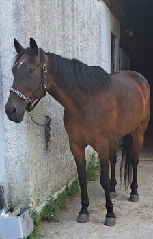 Beistellpferd