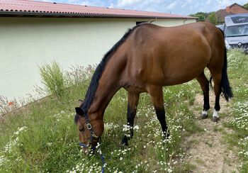 Beisteller / Freizeitpferd / Beistellpferd, Anne, Horses For Sale, Hamburg