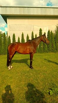 Beistell/Freizeitpferd, Miloš Rajna , Horses For Sale, Prešov