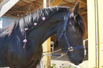 Beistellpferd, Koppatz Doris, Horses For Sale, Flinsbach