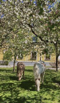 Beistellpferd gesucht, Verena Anna, Horses For Sale, Zell an der Pram