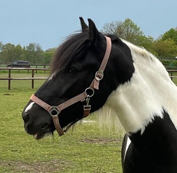 Irish Cob Beisteller