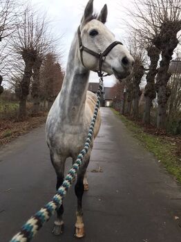 Beisteller, Wallach, 170 cm an Bestplatz abzugeben, Gaby Lais, Horses For Sale, Malsburg-Marzell