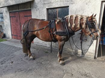 Sieltec Plus Einspänner mit viel Zubehör, Sieltec Plus, Francis, Horse Harness, Brandenburg