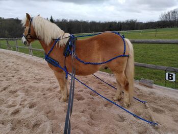 Sieltec Einspännergeschirr Gr.4, Sieltec  PUR Komplett, Julia Haag, Horse Harness, Kernen