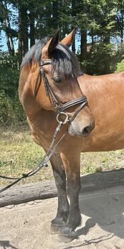 Kräftige Stute für die ganze Familie! 🥰🐴👍🥕☀️, Pferdeglück (Pferdeglück GmbH), Konie na sprzedaż, Pelmberg