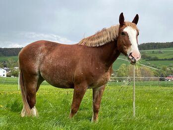 Kräftige, bildhübsche Warmblut Stute, Kerstin Rehbehn (Pferdemarketing Ost), Konie na sprzedaż, Nienburg