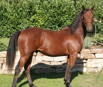 kräftiger, kompakter Quarter Horse Hengst, Kerstin Rehbehn (Pferdemarketing Ost), Konie na sprzedaż, Nienburg