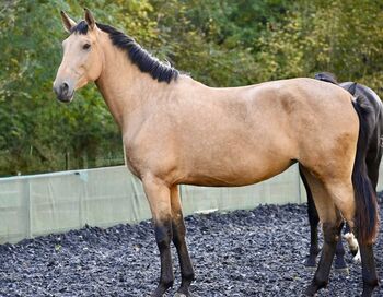 Silueta MAZ - PRE Pura Raza Espanola, Stute, 4.5 Jahre, Buckskin (Falbe)