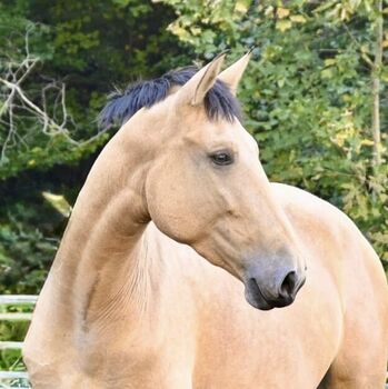 Silueta MAZ - PRE Pura Raza Espanola, Stute, 4.5 Jahre, Buckskin (Falbe), WOW Pferd  (WOW Pferd), Horses For Sale, Bayern - Attenkirchen