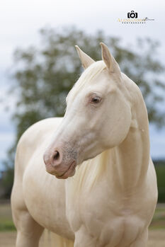 Silver Moonshine RR - American Quarter Horse, Wallach, 3.5 Jahre, Gold Champagne, WOW Pferd  (WOW Pferd), Horses For Sale, Bayern - Attenkirchen
