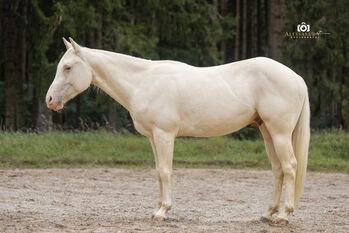 Silver Moonshine RR - American Quarter Horse, Wallach, 3.5 Jahre, Gold Champagne