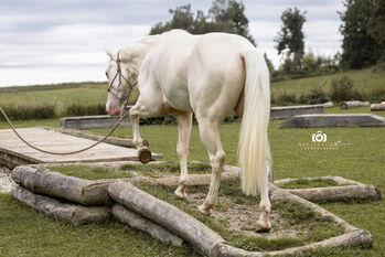 Silver Moonshine RR - American Quarter Horse, Wallach, 3.5 Jahre, Gold Champagne