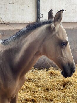 Simba mit blauen Auge und toller Blessei 6 Mon, Post-Your-Horse.com (Caballoria S.L.), Horses For Sale, Rafelguaraf